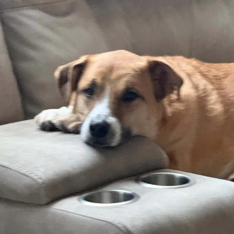 A senior small-sized female Golden Shepherd dog named Sophie  Home to for adoption in South Elgin, IL