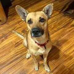A young medium-sized male Brown / Chocolate Shepherd dog named RadagastAKA Reeses for adoption in Green Valley, AZ
