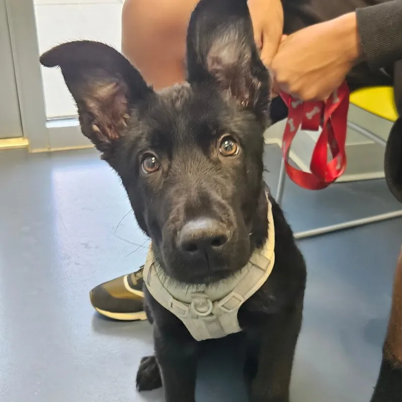 A baby medium-sized male Black German Shepherd Dog dog named Redford for adoption in Greensboro, NC