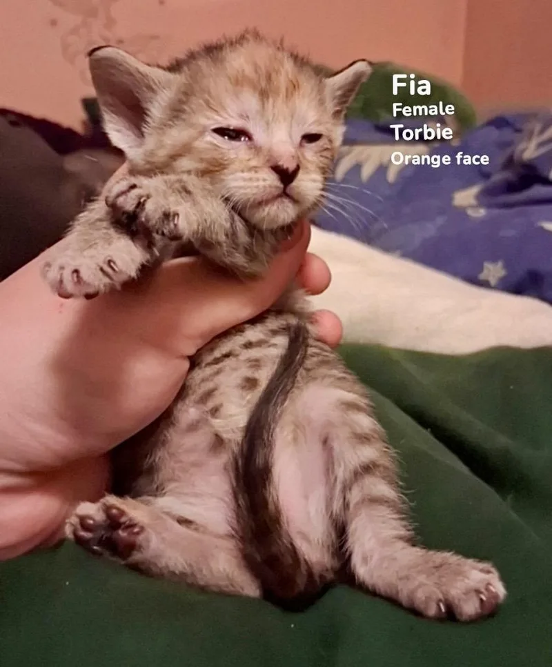 A baby medium-sized female Domestic Short Hair cat named Fia for adoption in Burnsville, NC