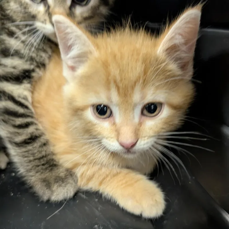 A baby small-sized male Orange / Red Domestic Short Hair cat named Cheezit for adoption in Columbia, MO