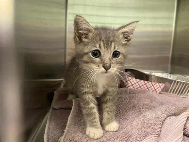 A baby small-sized female Domestic Short Hair cat named Marnie for adoption in Tustin, CA