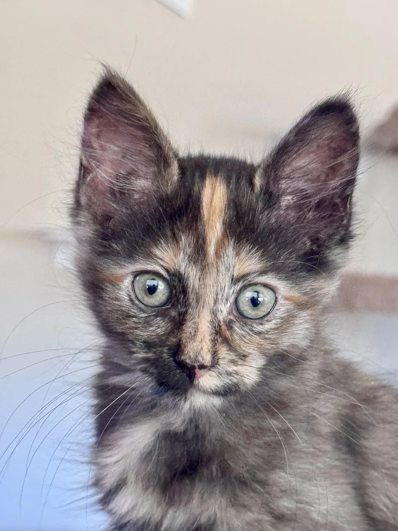 A young medium-sized female Domestic Short Hair cat named Charley for adoption in Oracle, AZ