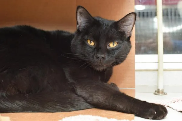 A senior medium-sized male Domestic Short Hair cat named Midnight for adoption in Des Moines, IA