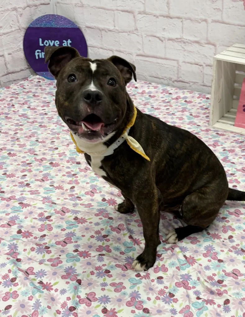 A young medium-sized male Mixed Breed dog named Leviathan for adoption in Detroit, MI