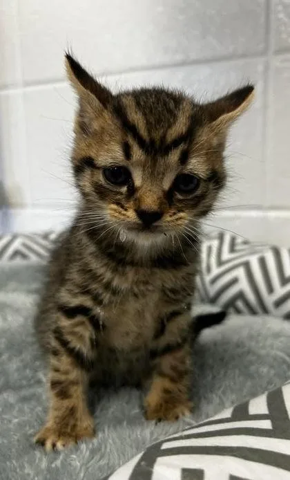 An adult small-sized male Domestic Short Hair cat named Maximus for adoption in Spruce Pine, NC