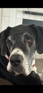 An adult extra large-sized female Black Great Dane dog named Luna for adoption in Austin, TX