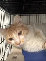 A young medium-sized female Orange & White Domestic Medium Hair cat named Flounder for adoption in Potsdam, NY