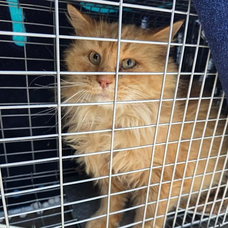 An adult small-sized male Orange / Red Domestic Long Hair cat named Orange Juice for adoption in Winchester, VA