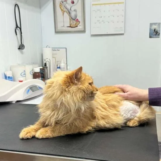 Orange Juice thumbnail 2