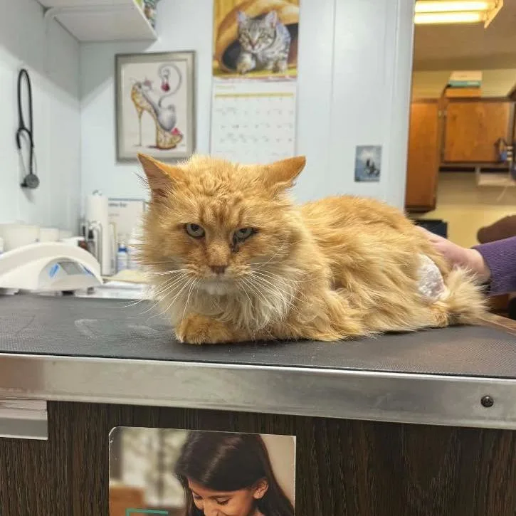 Orange Juice thumbnail 3