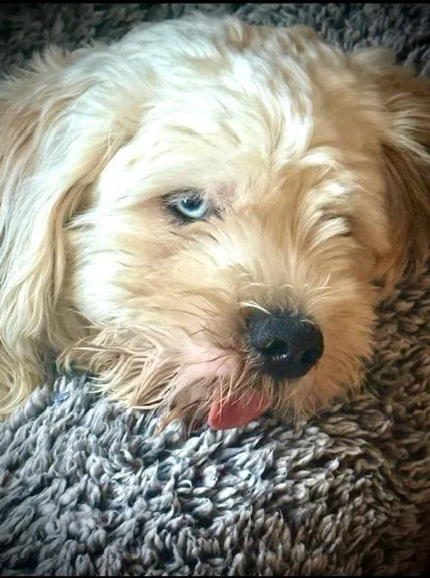 Tofu