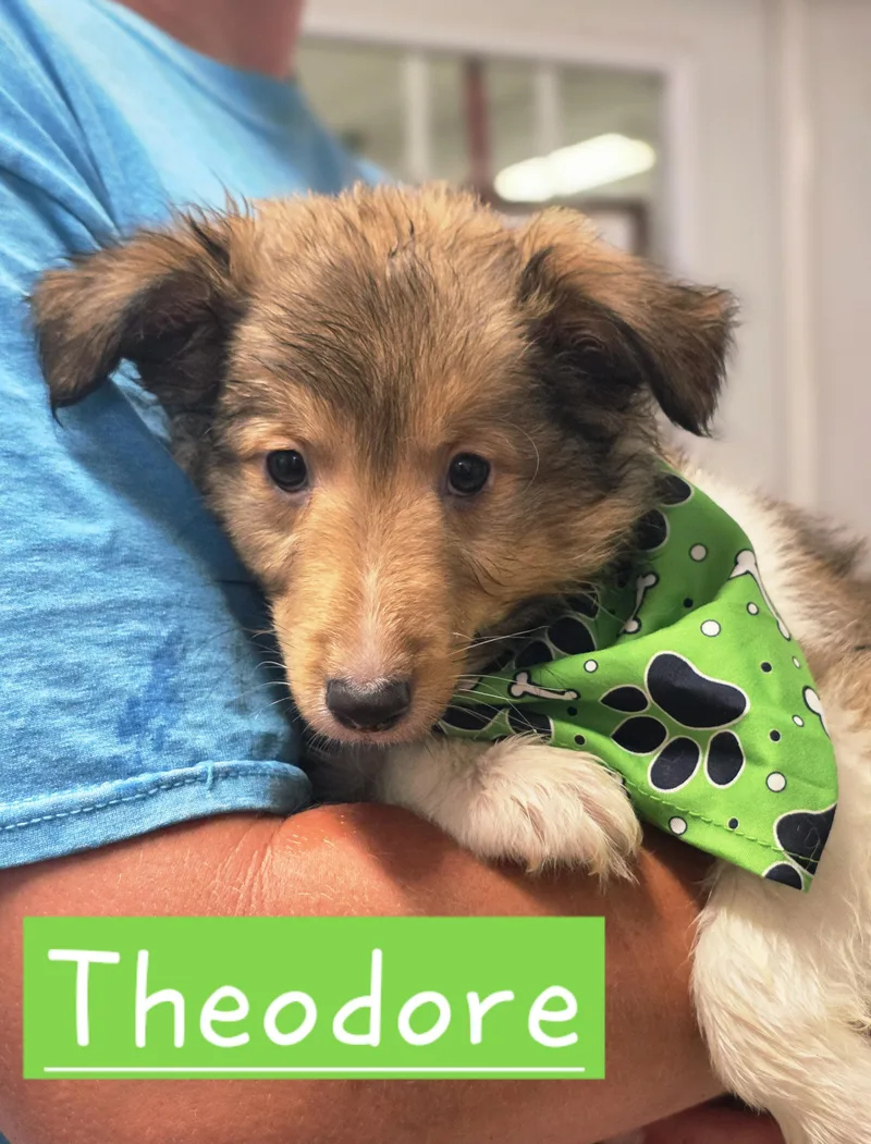 A baby medium-sized female Shetland Sheepdog / Sheltie dog named Theodore for adoption in Walthill, NE