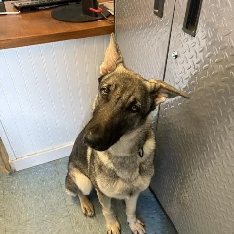 An adult large-sized male German Shepherd Dog dog named Nimbus for adoption in Turners Falls, MA