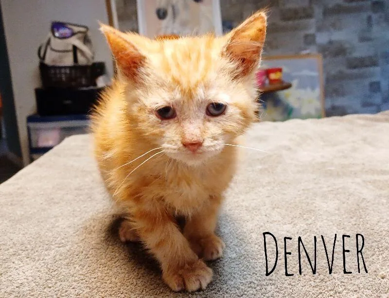 A young medium-sized female Orange / Red Domestic Short Hair cat named Denver for adoption in Adrian, MI