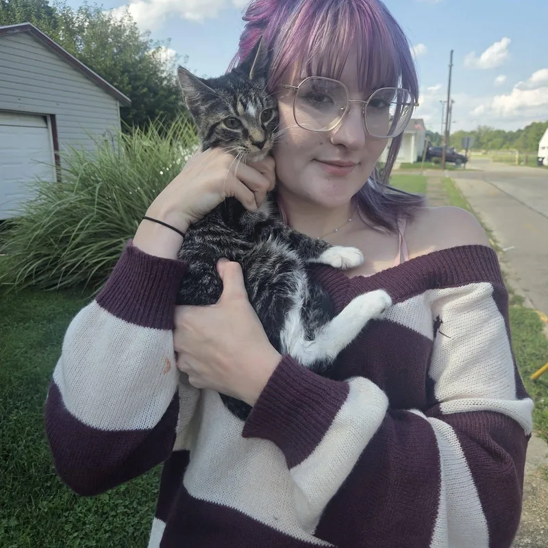 A young medium-sized male Tabby (Tiger Striped) Domestic Short Hair cat named Diamond for adoption in Logan, OH