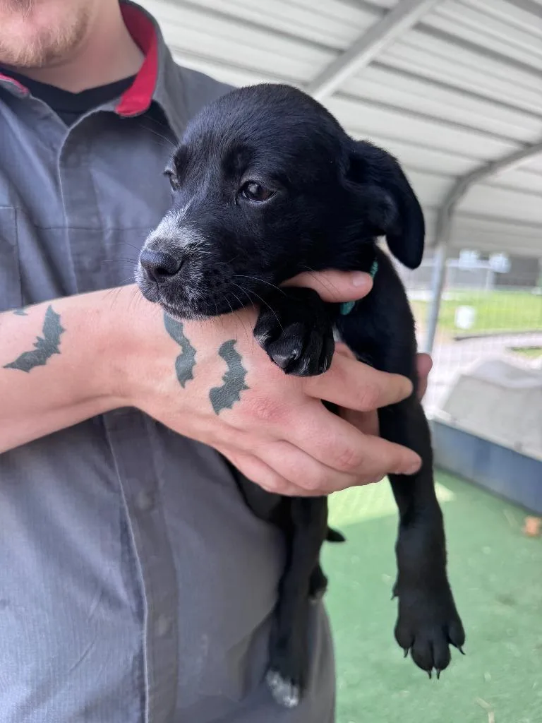 A baby medium-sized female Labrador Retriever dog named Hazelnut for adoption in Russellville, KY