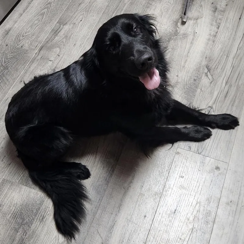 An adult medium-sized male Black Flat-Coated Retriever dog named Arnie for adoption in Raleigh, NC