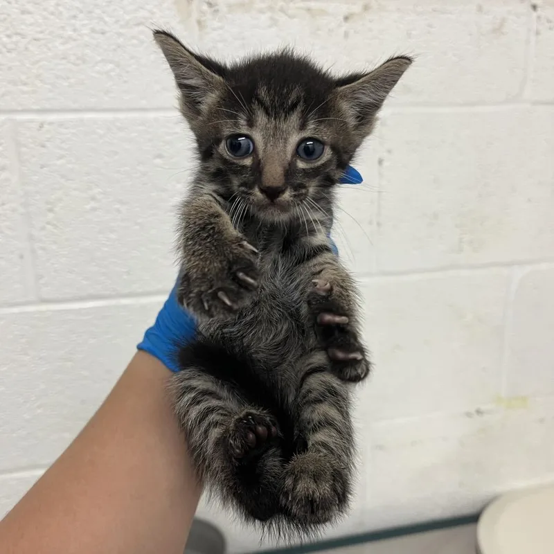 A baby small-sized male Gray / Blue / Silver Domestic Short Hair cat named Flan F for adoption in Edinburg, TX