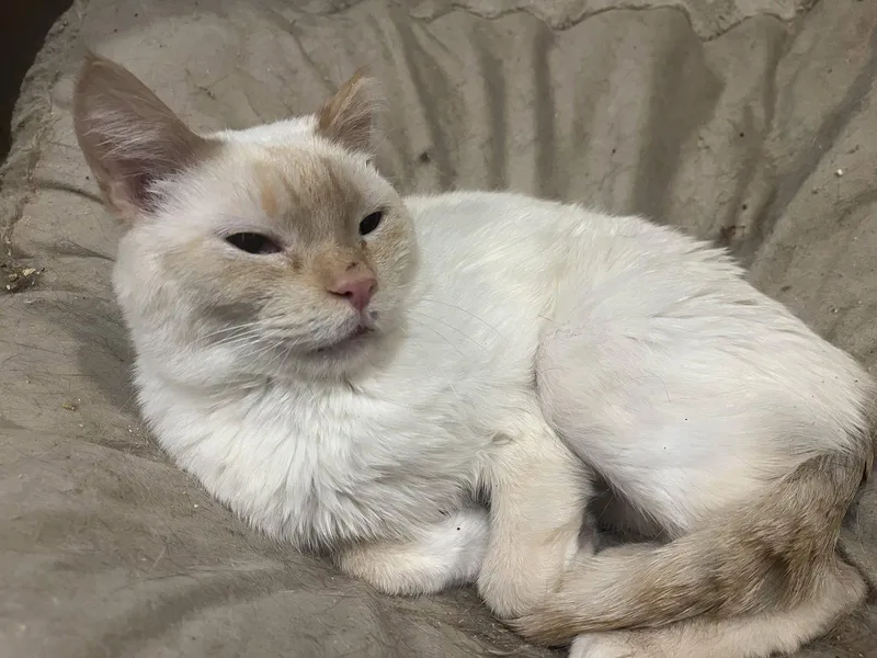 An adult medium-sized male Buff / Tan / Fawn Siamese cat named Firefly for adoption in Zimmerman, MN