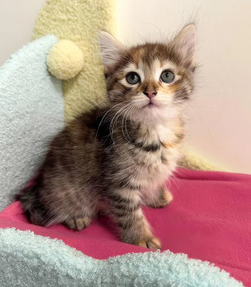 A baby medium-sized female Domestic Short Hair cat named Carmen for adoption in Nashville, TN
