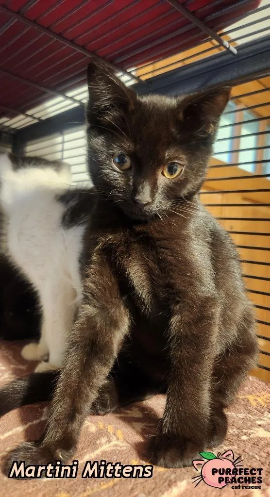A baby medium-sized female Domestic Short Hair cat named Martini Mittens for adoption in Douglasville, GA