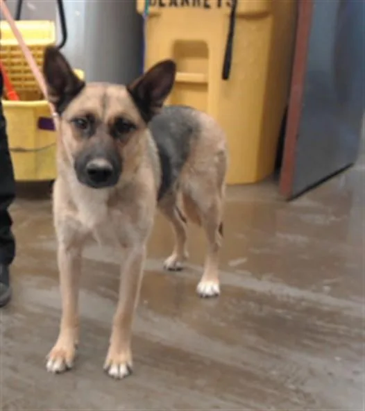 An adult large-sized female German Shepherd Dog dog named Kinsley for adoption in Phoenix, AZ
