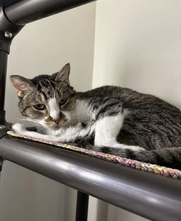 A senior small-sized male Domestic Short Hair cat named Bodhi for adoption in Santa Rosa, CA