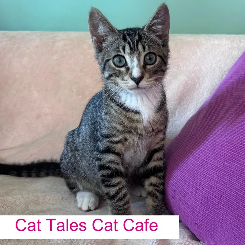 A baby small-sized male Brown / Chocolate Domestic Short Hair cat named Noodle for adoption in Chapel Hill, NC
