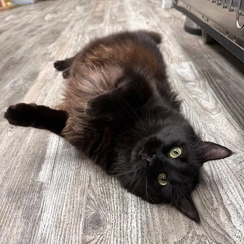 An adult small-sized male Domestic Long Hair cat named Zeus for adoption in Greensburg, PA