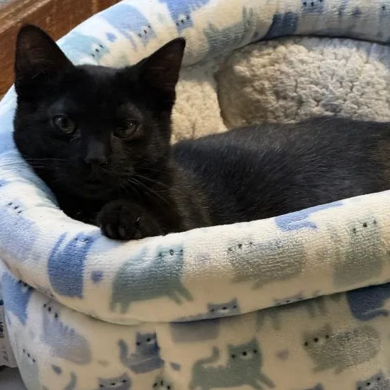 A young small-sized male Black Domestic Short Hair cat named Yoshi for adoption in Gresham, WI