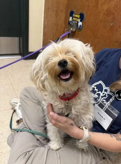 An adult small-sized female Bichon Frise dog named Lily for adoption in Burlington, WA
