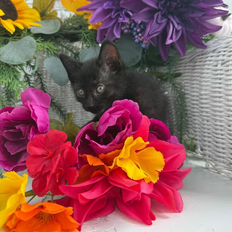 A baby small-sized male Black Domestic Short Hair cat named Ford Rover for adoption in Eaton Rapids, MI