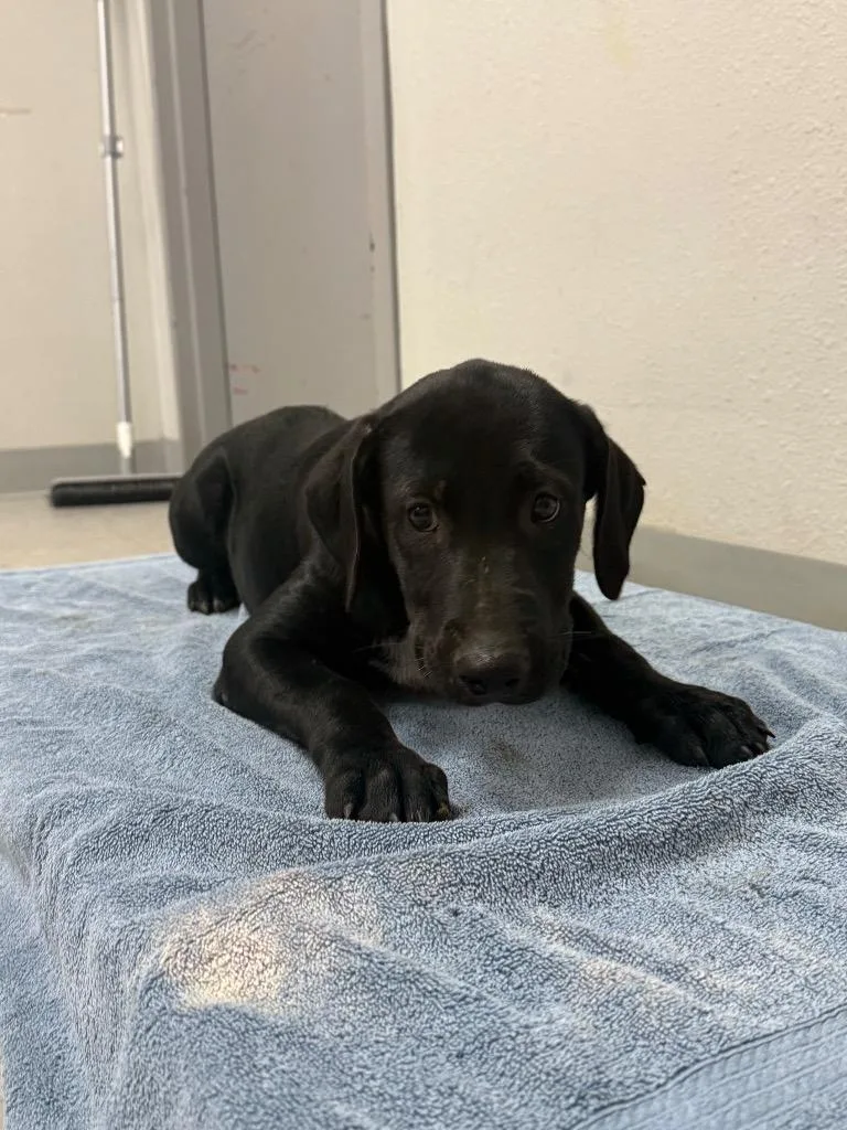 A baby medium-sized male Labrador Retriever dog named Airiam for adoption in Sorrento, LA