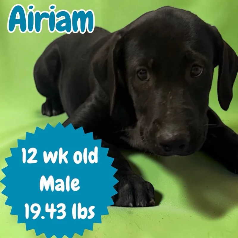 Airiam thumbnail 2