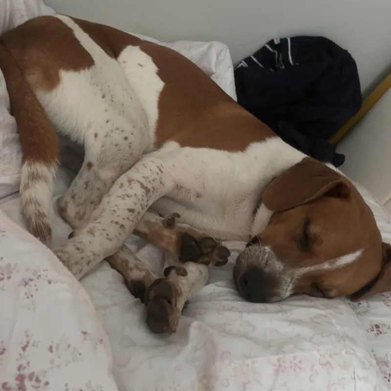 A young small-sized male Beagle dog named Finley Jay for adoption in Hammond, LA