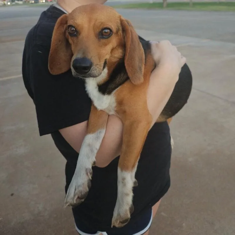 An adult medium-sized male Brown / Chocolate Beagle dog named Winston Scentworth for adoption in lawton, OK