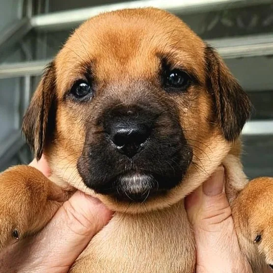 Cosmo "so Cute Litter thumbnail 2