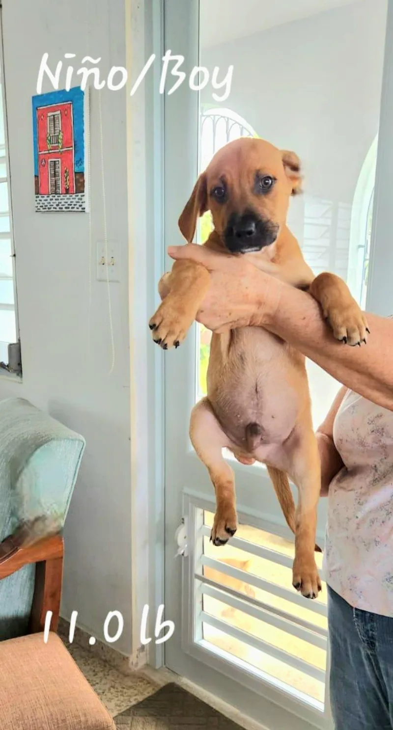 Cosmo "so Cute Litter thumbnail 3