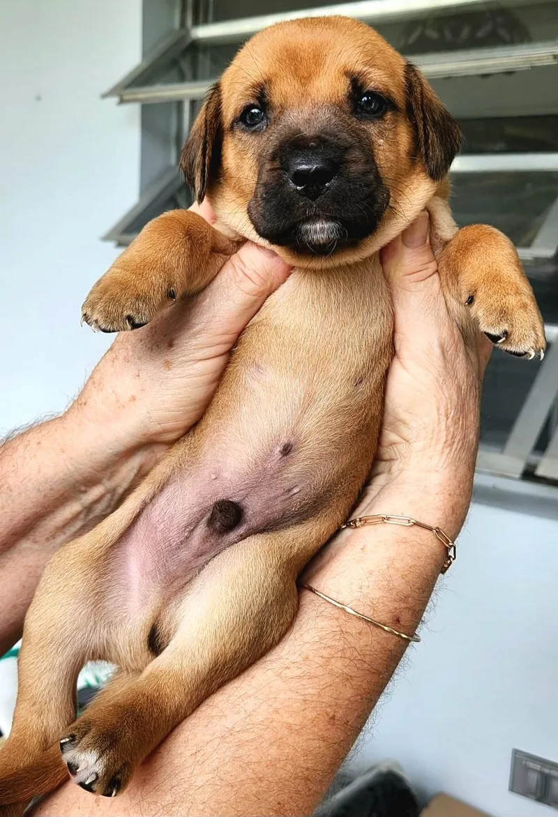 Cosmo "so Cute Litter thumbnail 4