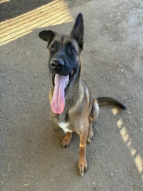 A young large-sized male Shepherd dog named Monty for adoption in Riverside, CA