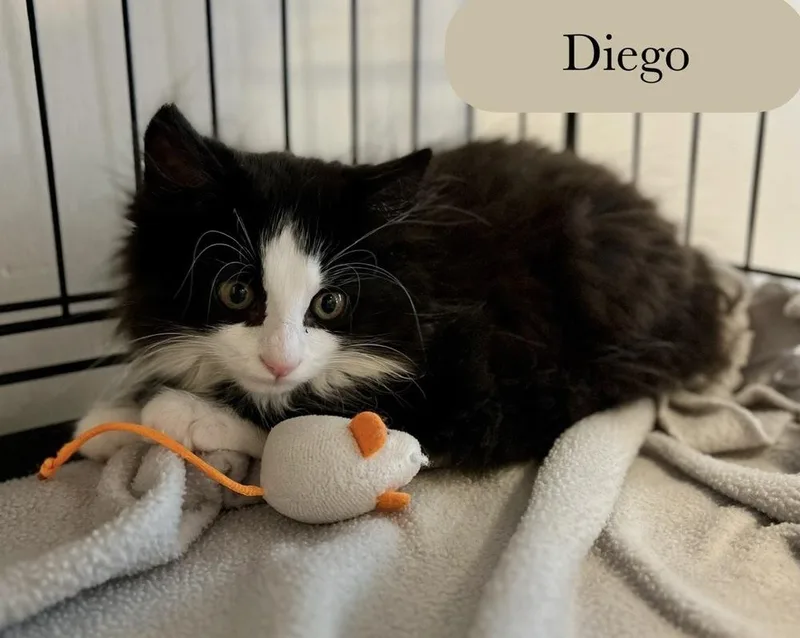 A baby small-sized male Black & White / Tuxedo Domestic Long Hair cat named Diego for adoption in Chalfont, PA
