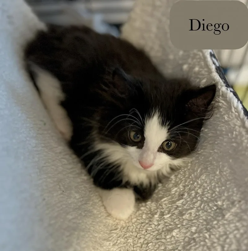 Diego thumbnail 2