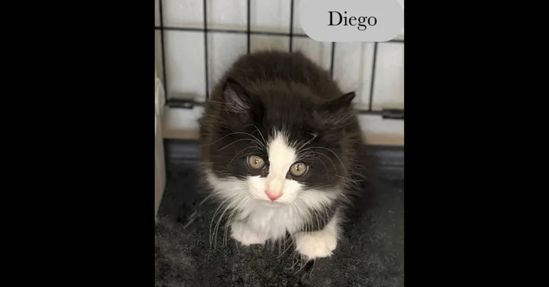 Diego thumbnail 3