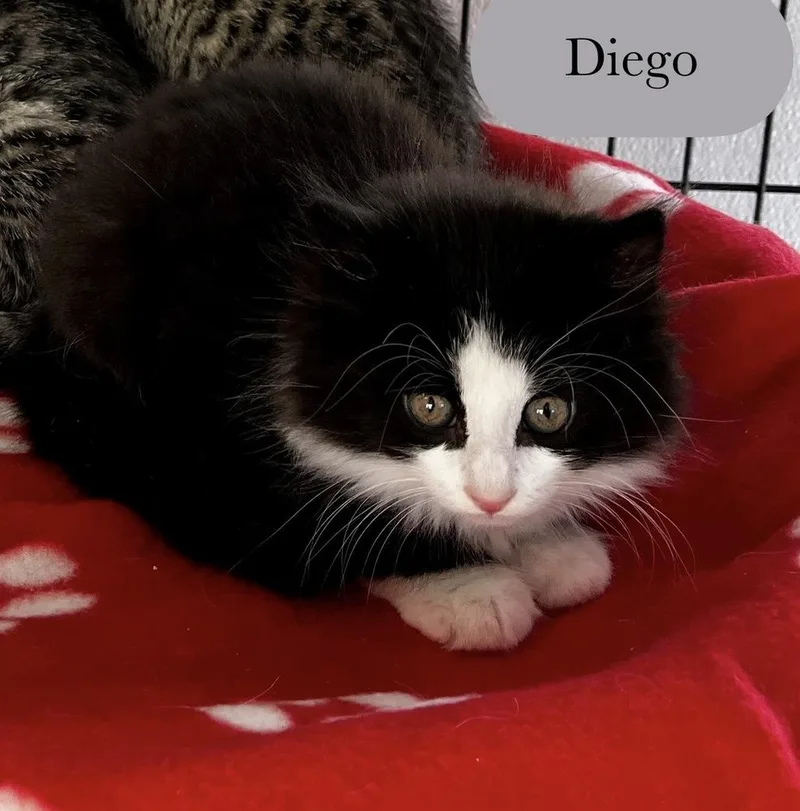 Diego thumbnail 4