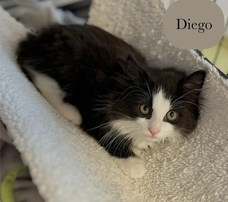 Diego thumbnail 5