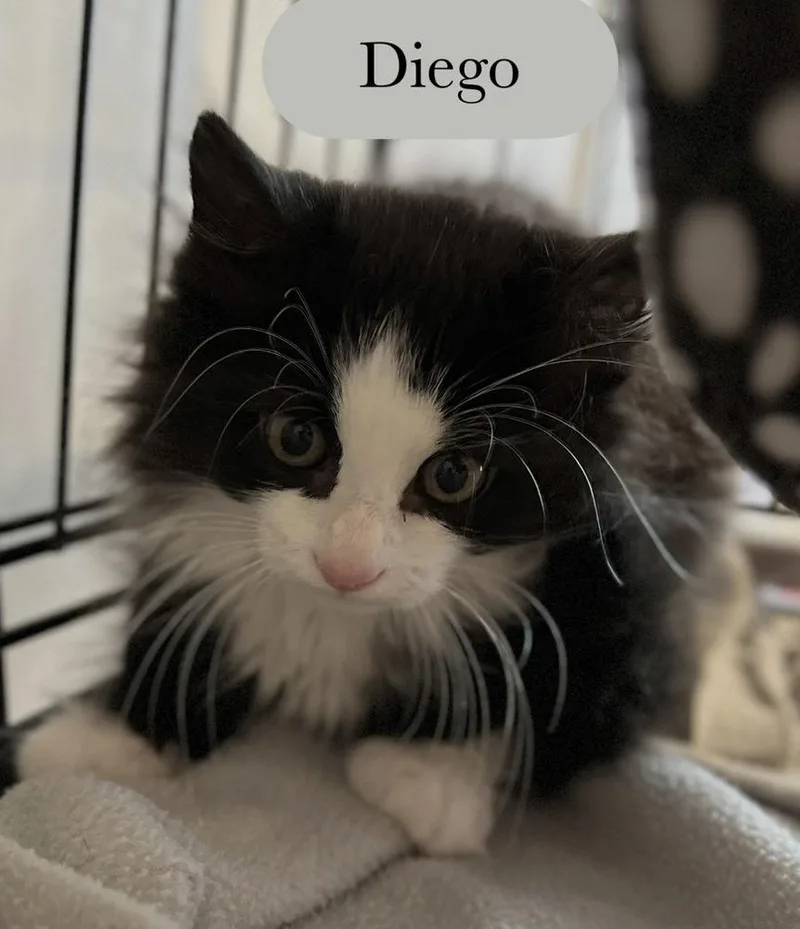 Diego thumbnail 6