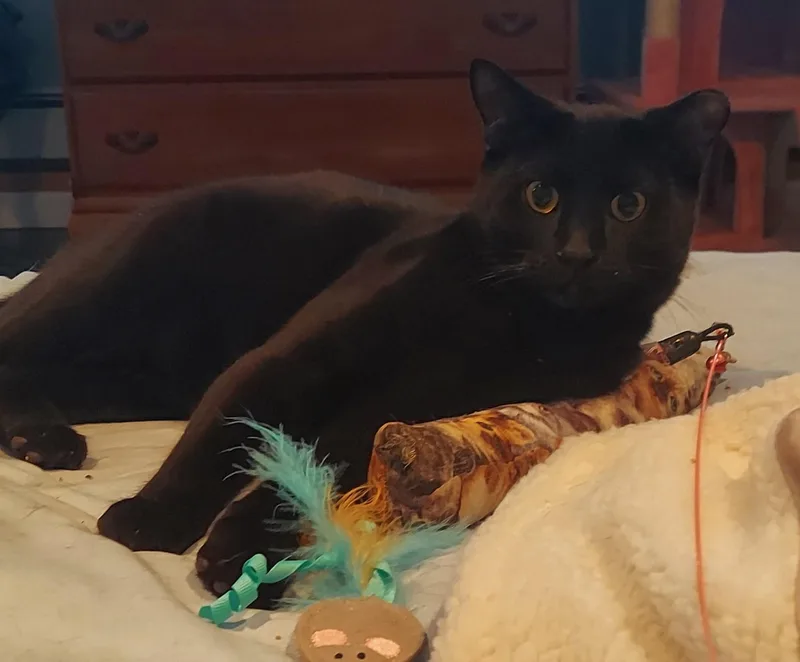 A baby large-sized male Domestic Short Hair cat named Kahlua for adoption in Succasunna, NJ