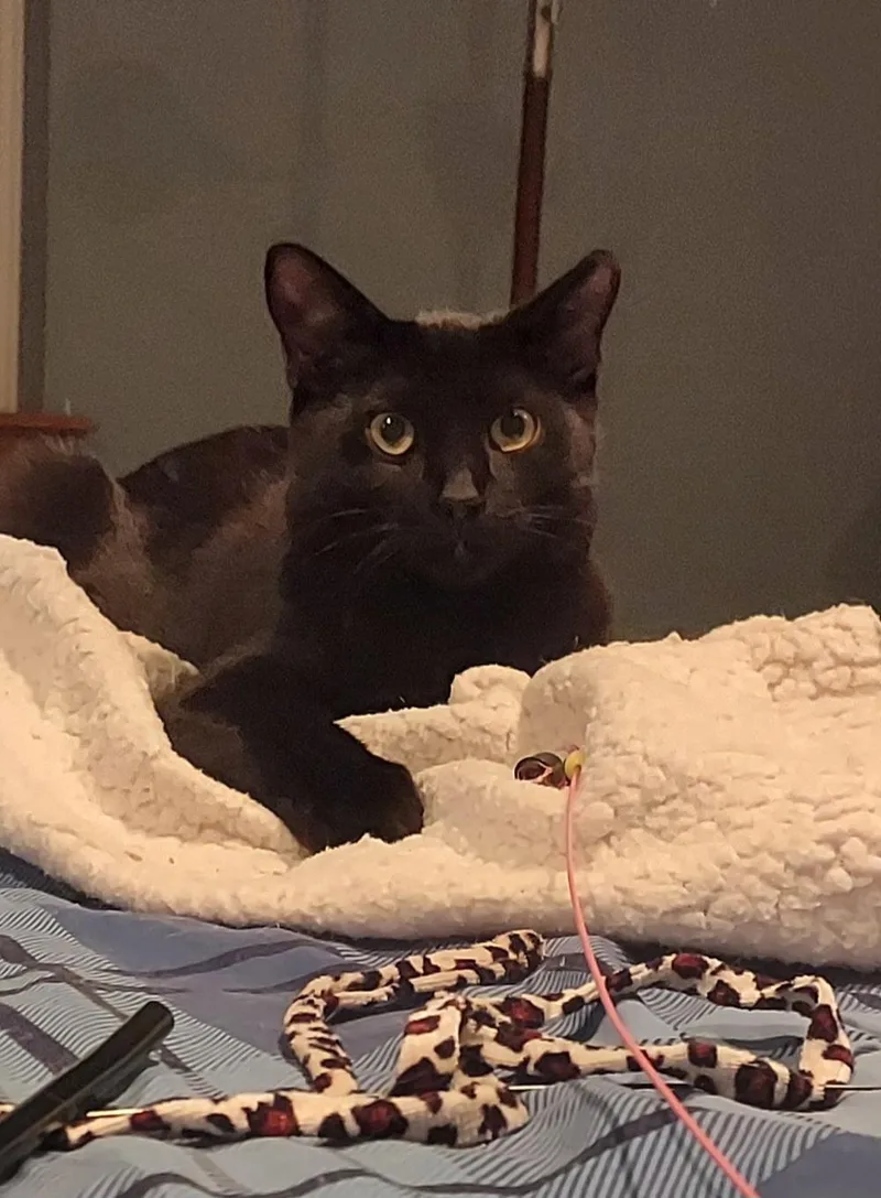 Kahlua thumbnail 2