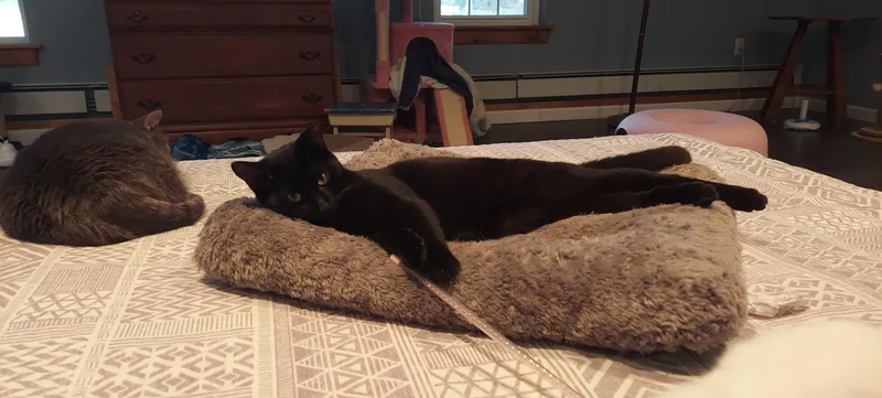 Kahlua thumbnail 4